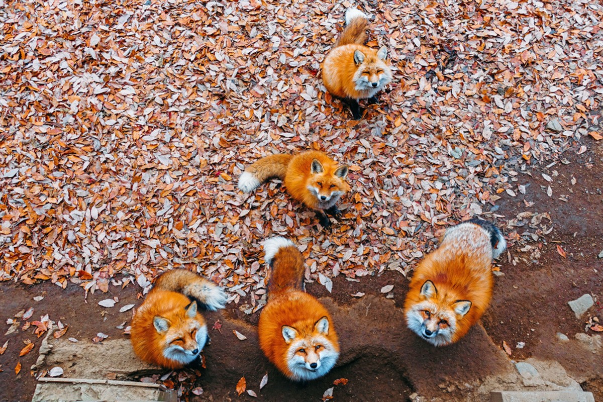 「宮城藏王狐狸村」等可以觀賞動物的景點